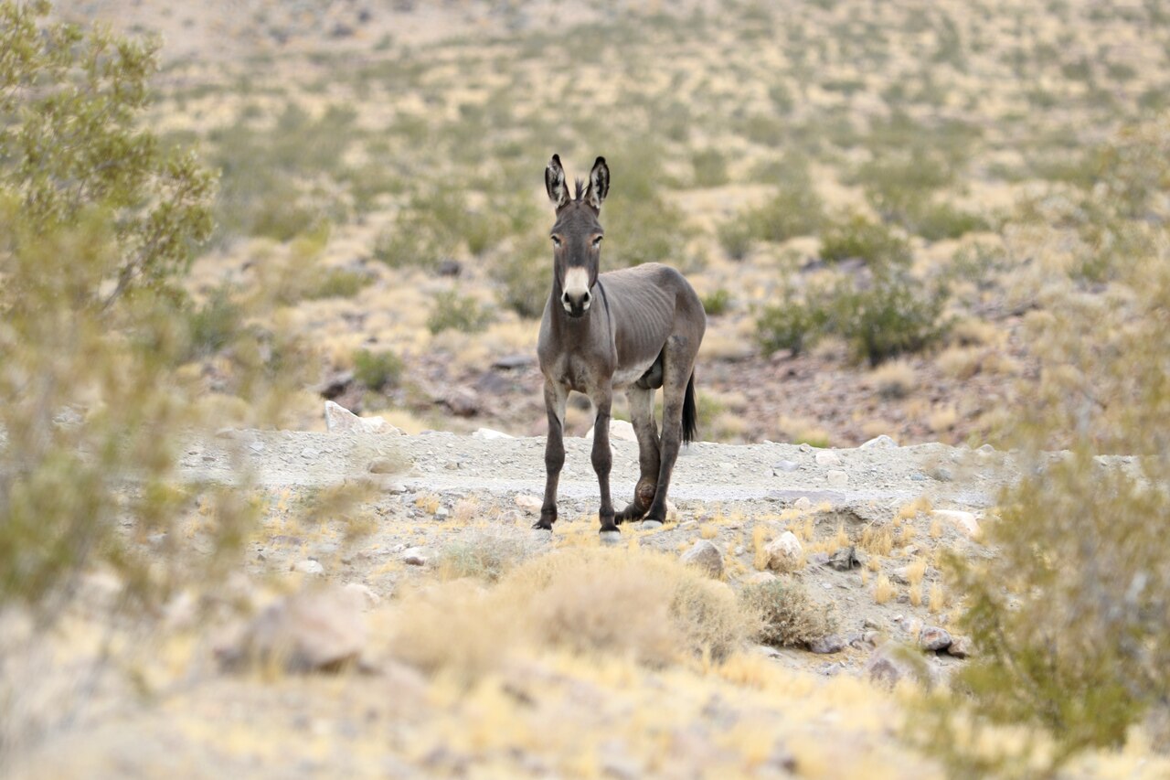 A donkey stares at a camera from a distance.