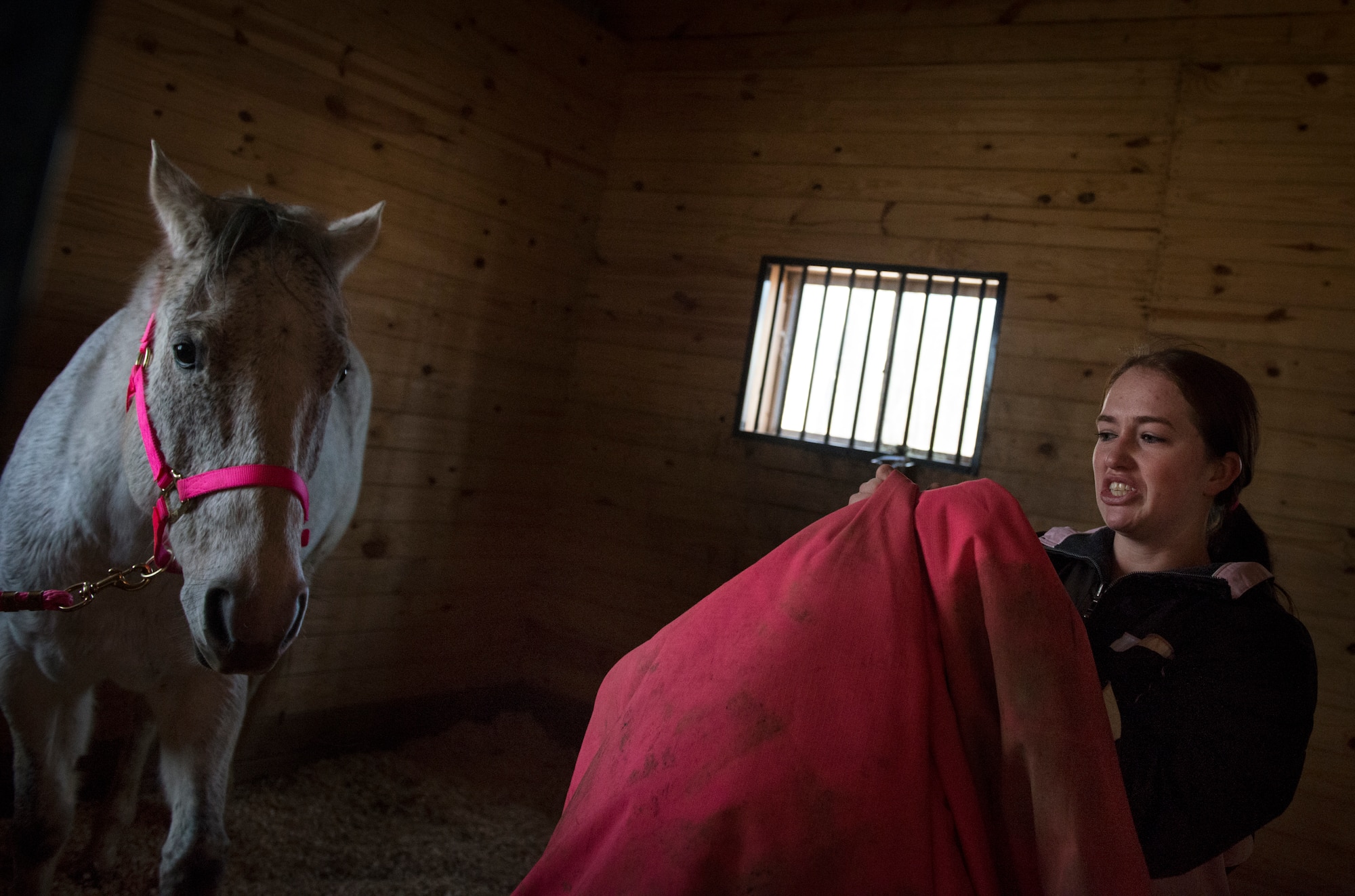 Airman 1st Class Kaitlyn Evans dusts off Kobalt's coat after a muddy day at a horse stable in Lothian, Maryland. During the winter months, Kobalt is housed in a barn to stay warm. Evans, an 11th Security Forces Squadron patrolman at Andrews Air Force Base, Maryland, spends time cleaning and training with Kobalt for day-to-day relaxation and therapy. (U.S. Air Force photo/Staff Sgt. Vernon Young Jr.)