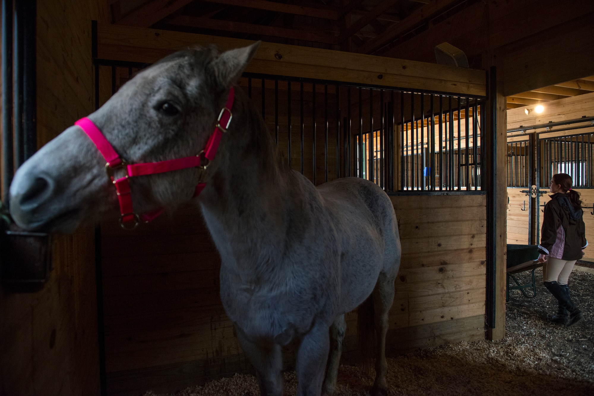 Airman 1st Class Kaitlyn Evans carries hay in a barn as Kobalt licks his salt block in Lothian, Maryland. Evans, a North Carolina native and 11th Security Forces Squadron patrolman at Andrews Air Force Base, Maryland, spends about two hours per day cleaning and maintaining Kobalt. (U.S. Air Force photo/Staff Sgt. Vernon Young Jr.)