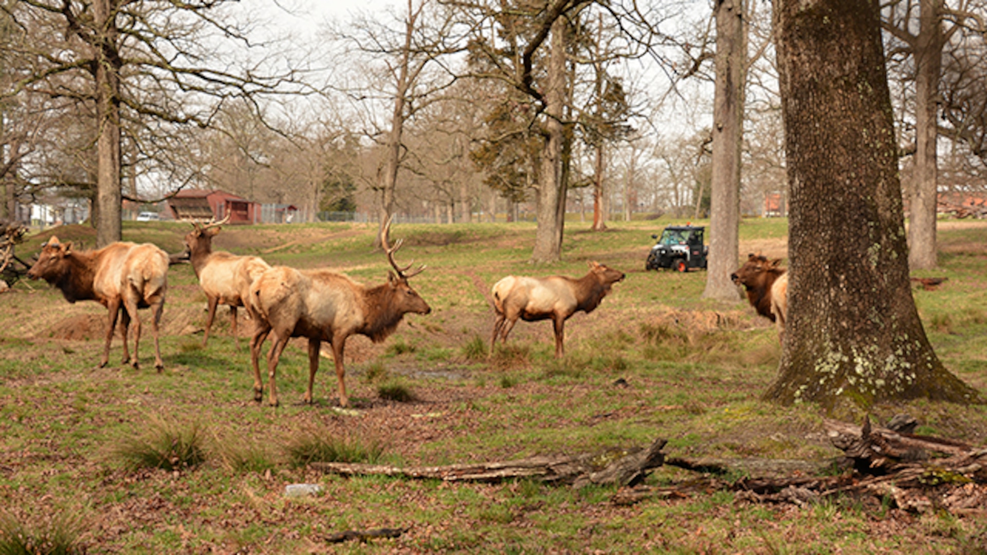 Maintenance supervisor drives wildlife biologist around the elk pastures on Defense Supply Center Richmond, Virginia