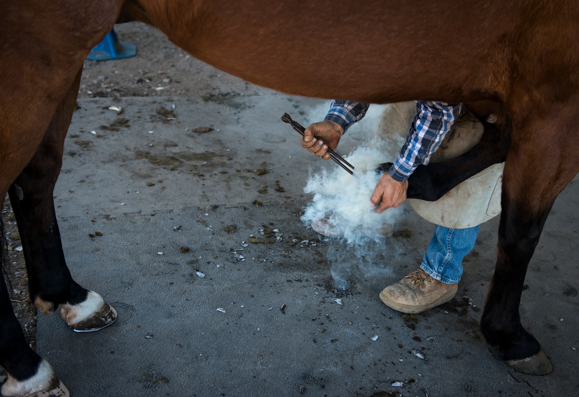 Chris Hume, an independent farrier on the central coast of California, re-shods a horse's hoof with a horseshoe that was heated until it was red-hot. The military horses get re-shodded every six weeks. (U.S. Air Force photo/Staff Sgt. Andrew Lee)