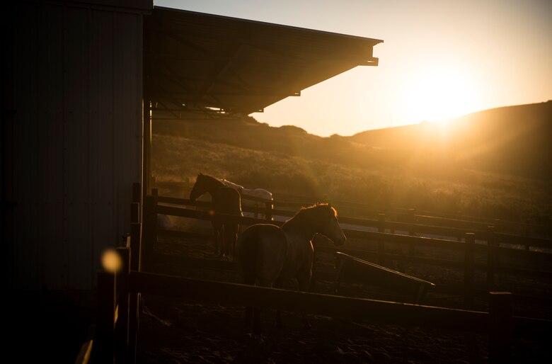 Military horses bathe in the sunlight while in their stables at the Vandenberg Saddle Club near Vandenberg Air Force Base, California. The 30th Security Forces Squadron has a team of Airmen who are Vandenberg AFB conservation law enforcement patrolmen.  (U.S. Air Force photo/Staff Sgt. Andrew Lee)