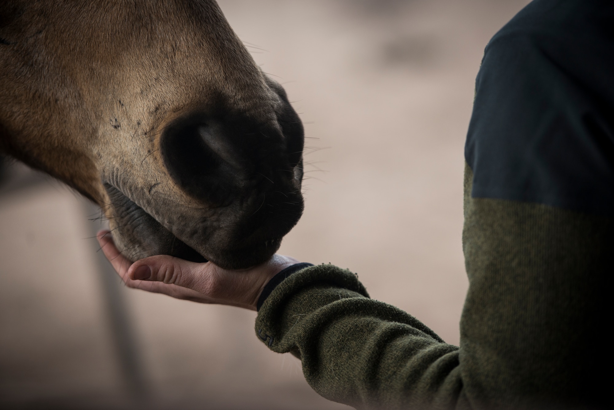 The members of the Vandenberg Air Force Base's conservation law enforcement patrolmen team often show signs of affection toward the military horse to help create a relationship and comfort level among them. The team is made up of seven patrolmen and four horses. (U.S. Air Force photo/Staff Sgt. Andrew Lee)