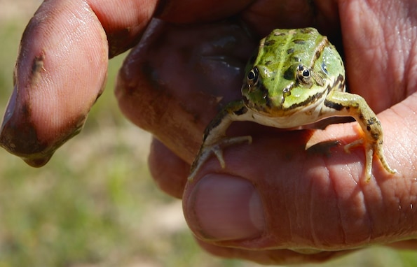 A water frog is found on a tank training range on the Grafenwoehr Training Area.