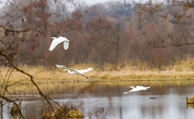 A trio of egrets fly over the water March 24, 2021 on Grafenwoehr Training Area, Grafenwoehr, Germany.