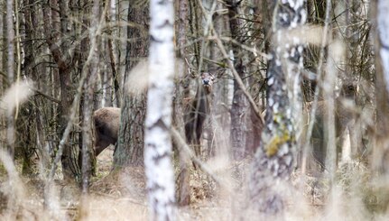 Three red deer hide in the woodline March 24, 2021 on Grafenwoehr Training Area, Grafenwoehr, Germany.