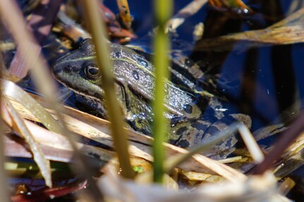 A frog conceals itself in a pond March 31, 2021 on Grafenwoehr Training Area, Grafenwoehr, Germany.