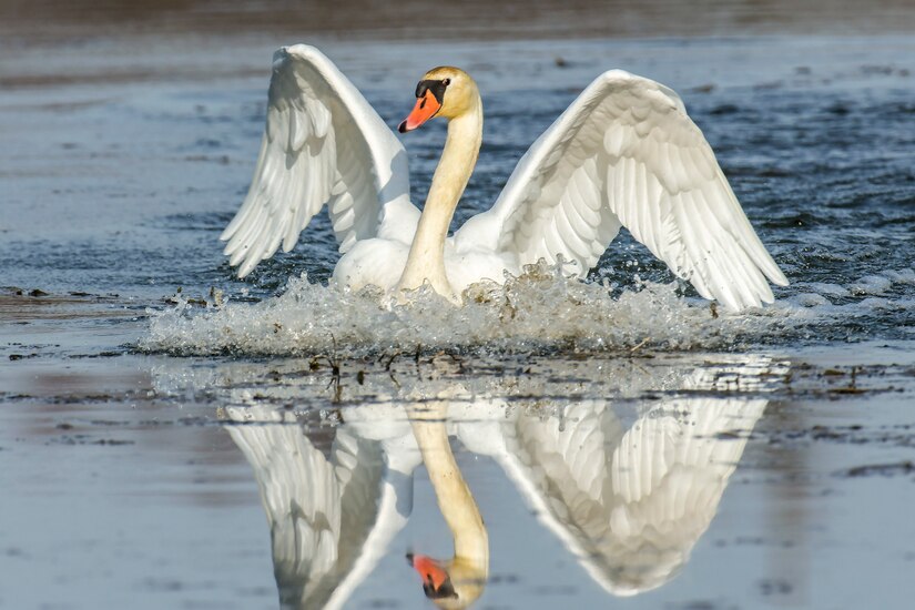 A swan is reflected in water as it spreads its wings.