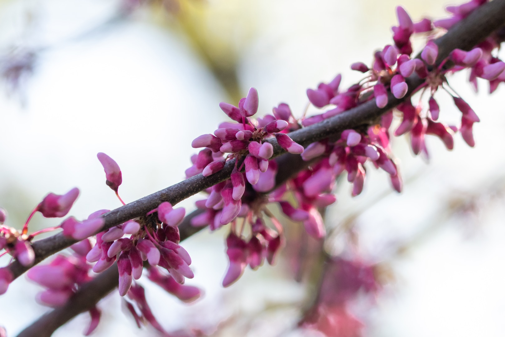 Flowers in bloom