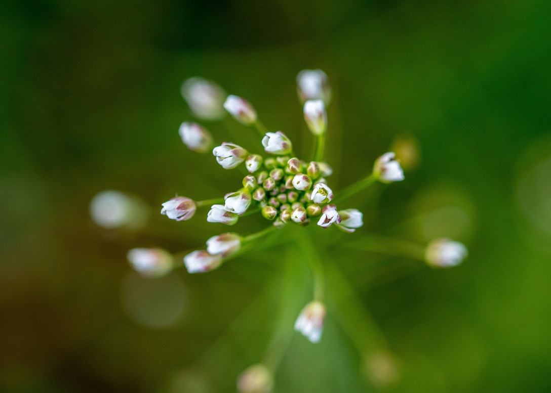 Flowers in bloom