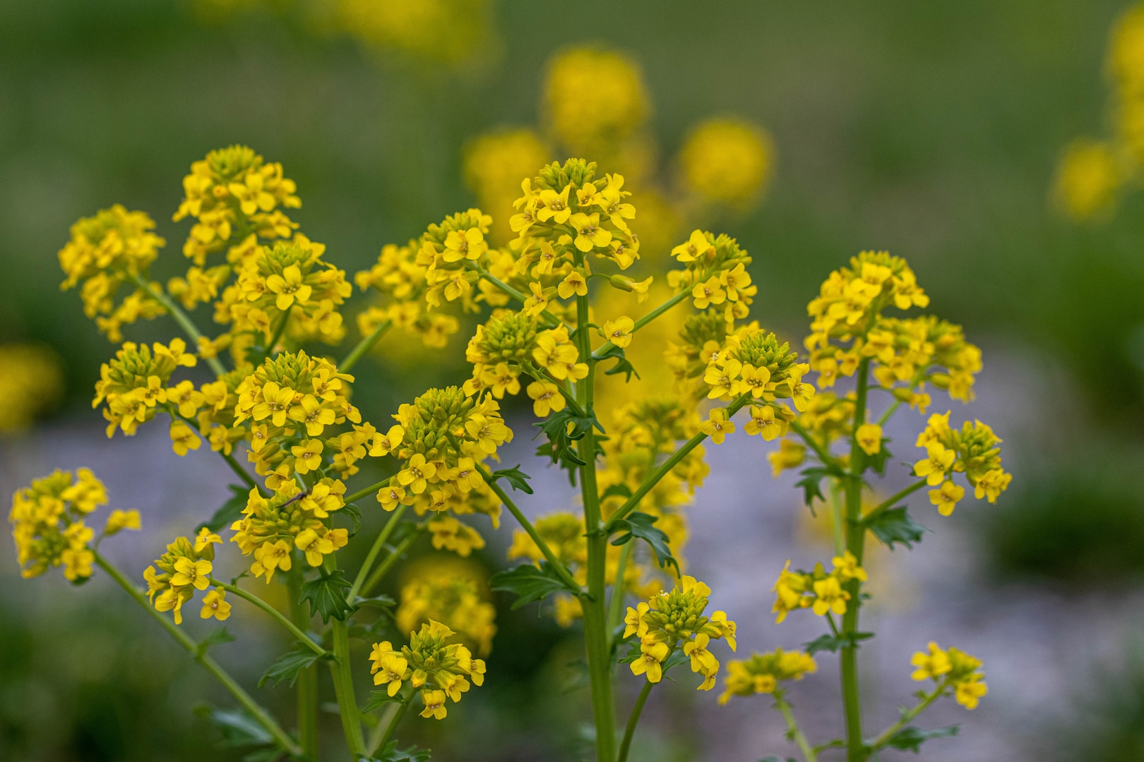 Flowers in bloom