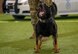 Dog barks during training exercise.