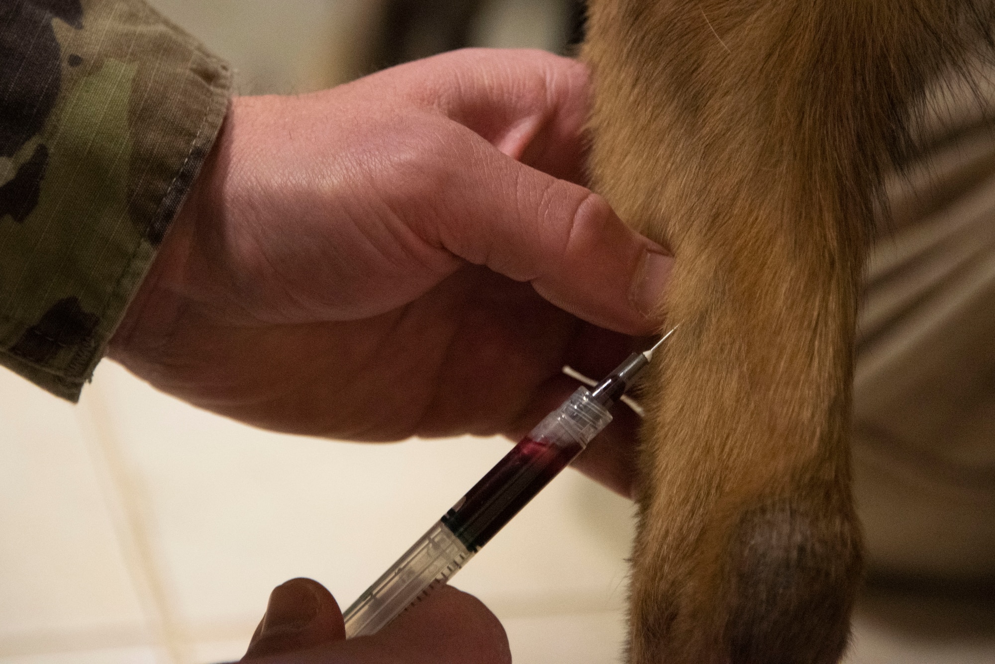 Close-up of a soldier drawing blood from a dog's leg