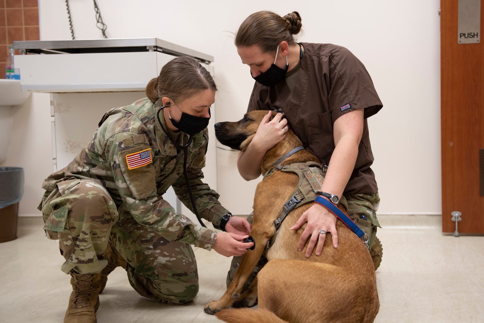 Two U.S. Army female veterinarians examining a large dog