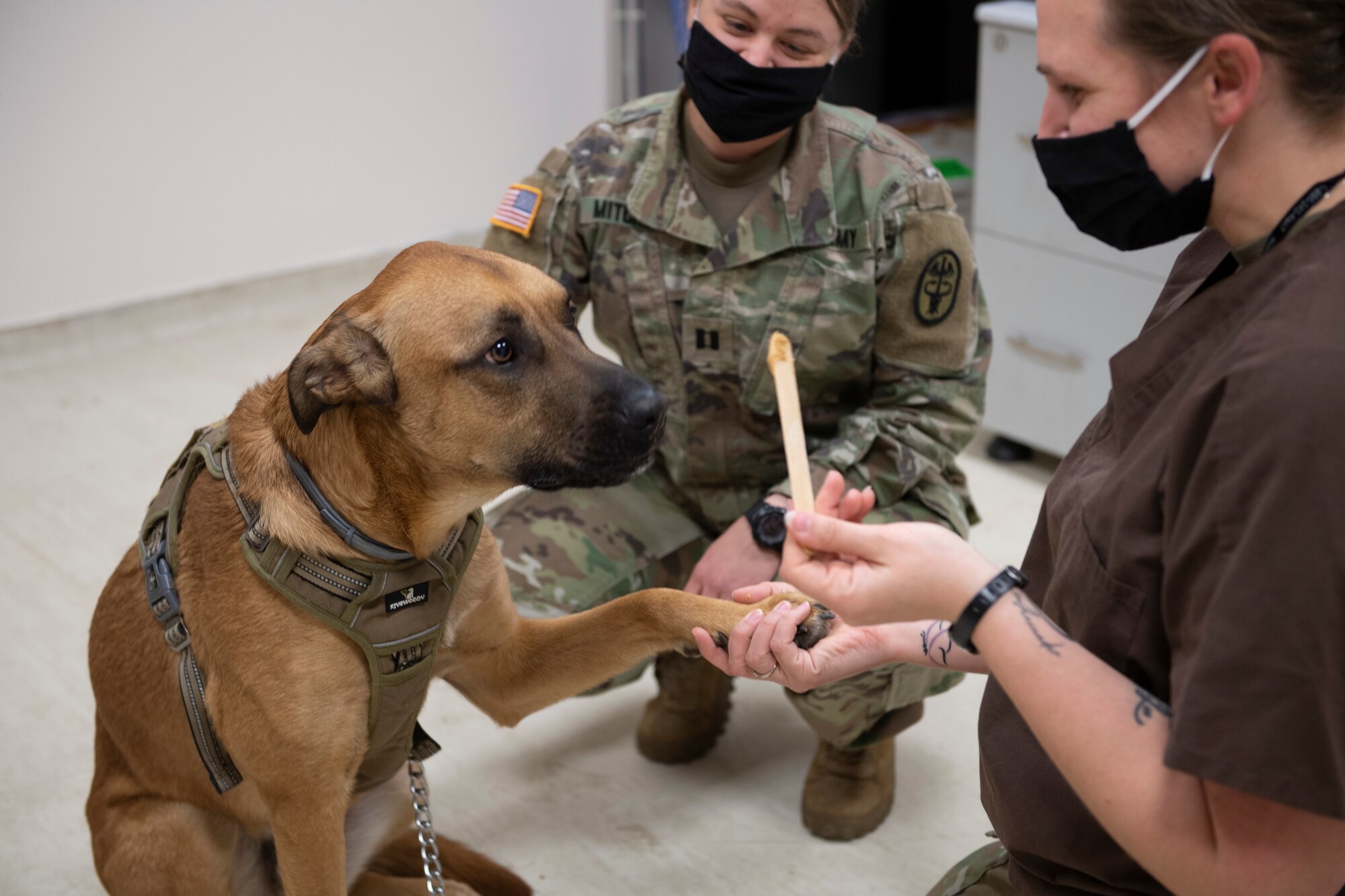 Two female U.S. Army veterinarians examining a large dog