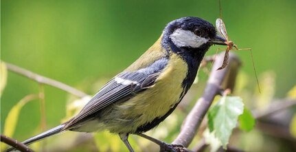 This is an environmental video series to help educate about natural resources in the training area, featuring Birds