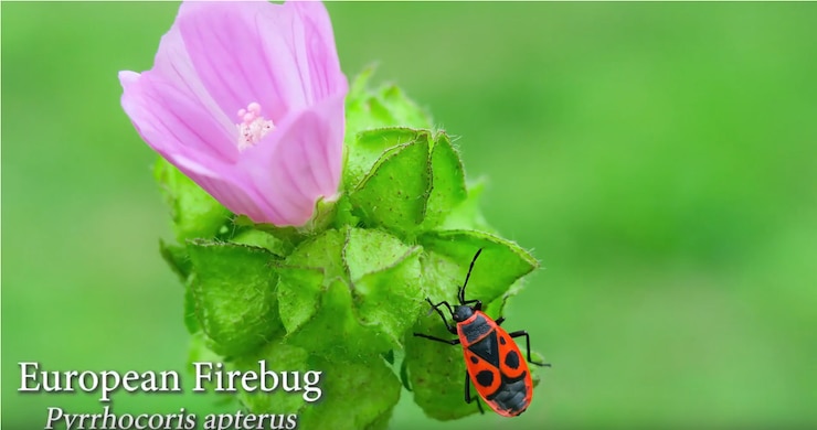 This is an environmental video series to help educate about natural resources in the training area, featuring Bugs.