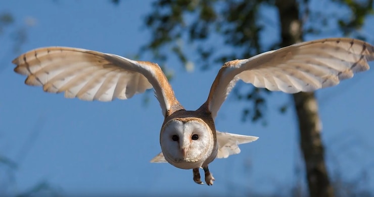 This is an environmental video series to help educate about natural resources in the training area, featuring Owls.