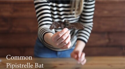 This is an environmental video series to help educate about natural resources in the training area, featuring Bats.