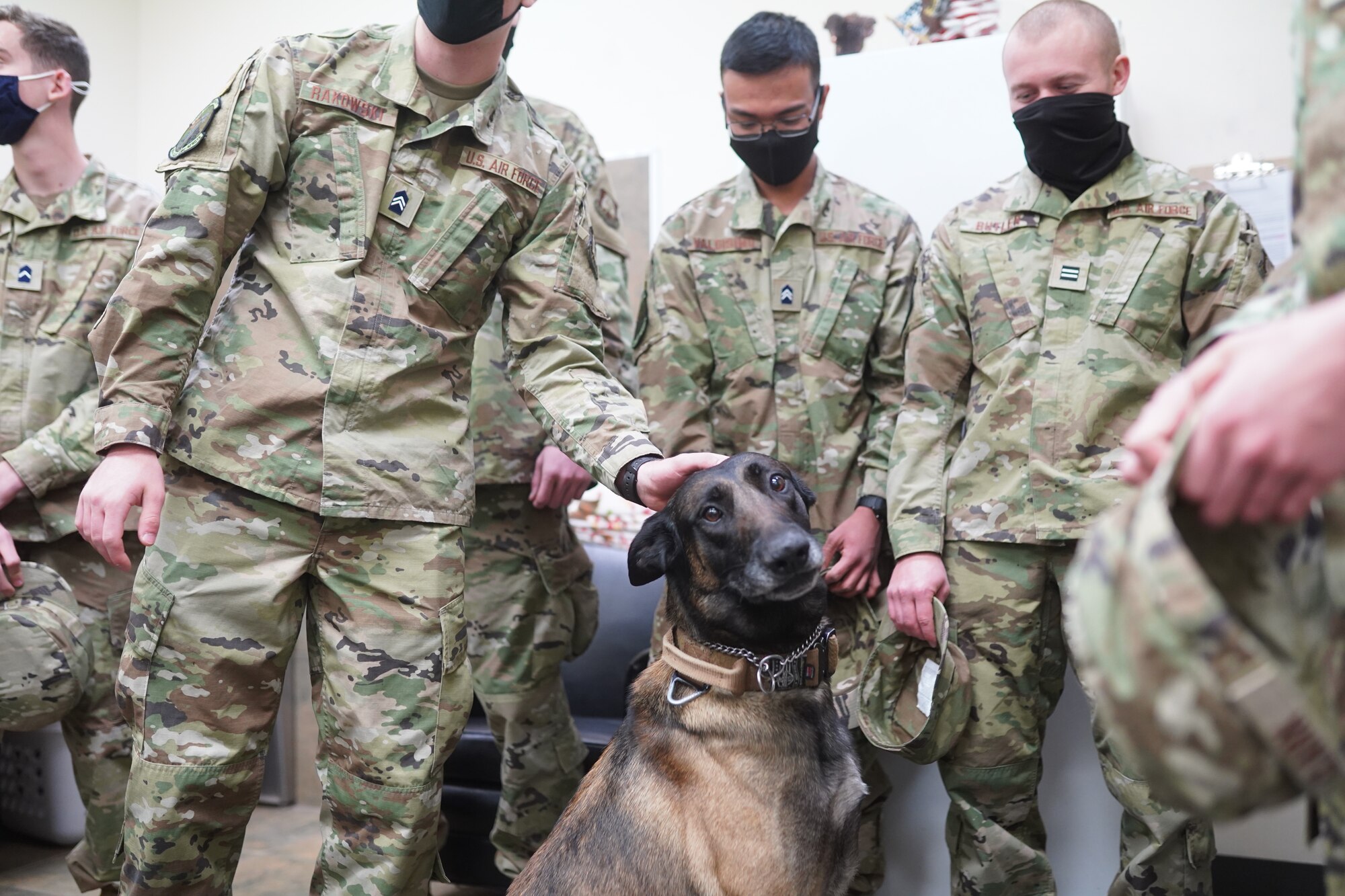 Air Force ROTC cadets from Utah State University pet retired Military Working Dog Cvoky at Hill Air Force Base, Utah, April 9, 2021. The cadets from visited Hill AFB to gain a greater understanding of the Air Force while introducing them to a variety of careers fields.