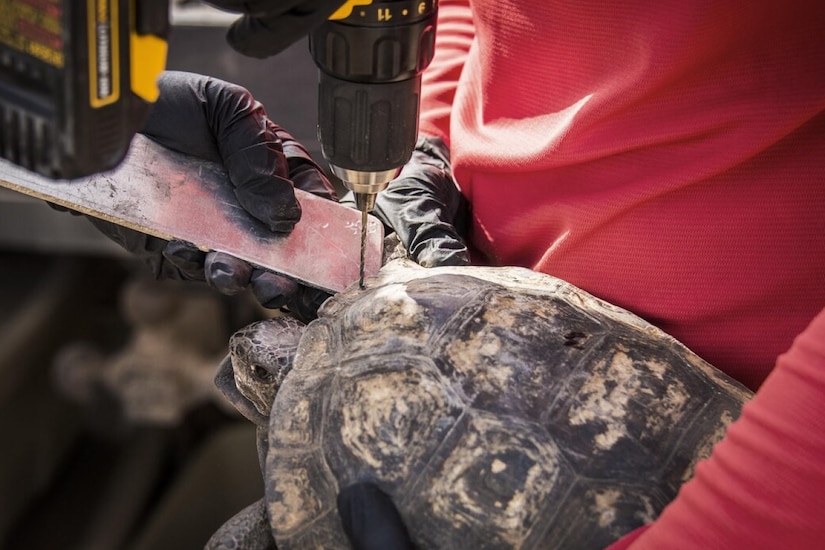 While one person holds a tortoise, someone else drills a small hole into the edge of a tortoise's shell.