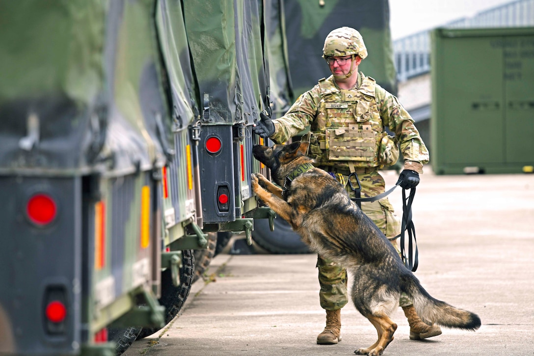 A soldier holds onto the leash of a dog as the dog searches a vehicle.