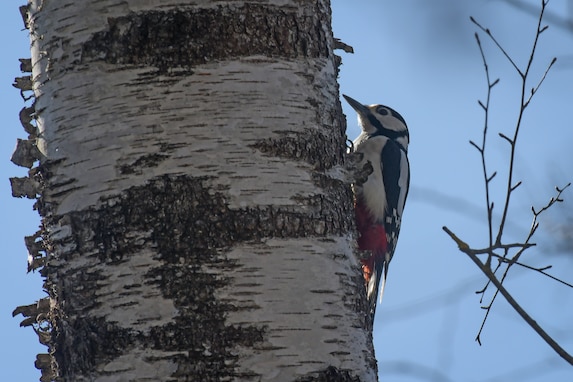 A great spotted woodpecker sits on a birch tree March 31, 2021 on Grafenwoehr Training Area (GTA), Grafenwoehr, Germany.