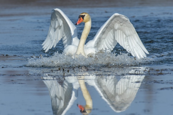 A swan spreads its wings April 1, 2021 on Grafenwoehr Training Area (GTA), Grafenwoehr, Germany.