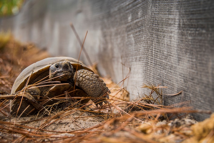 A tortoise moves near a wall.