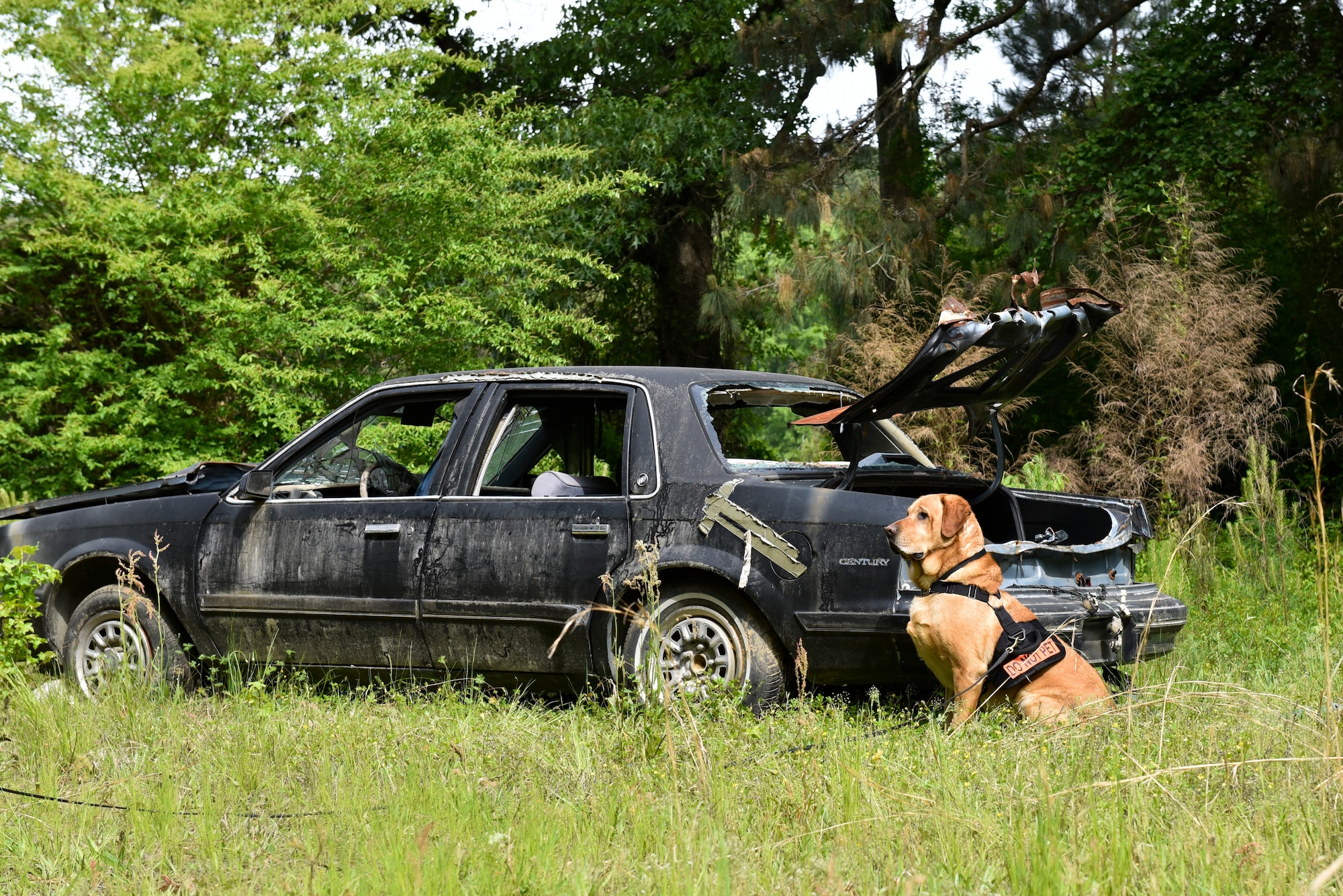 Ben66, Transportation Security Administration explosives detection canine, sits to signal that he detected explosive material during a joint interagency training day at Seymour Johnson Air Force Base, North Carolina, April 20, 2021. The canines are trained to sit when they detect explosives in case it is set to detonate by loud sounds or when moved. (U.S. Air Force photo by Staff Sgt. Kenneth Boyton)