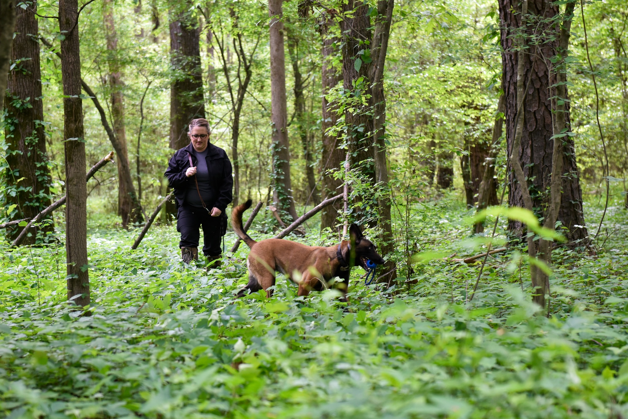 Ashlee Cowan, North Carolina State Bureau of Investigation special agent, rewards Vegas, NCSBI human remains detection canine, after finding simulated remains during a joint interagency training day at Seymour Johnson Air Force Base, North Carolina, April 20, 2021. In place of actual human remains, trainers usd old rags from mortuaries which still carry the scent a dog can detect. (U.S. Air Force photo by Staff Sgt. Kenneth Boyton)