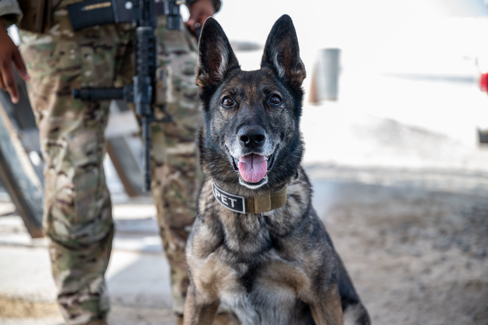 Foxie waits to perform a routine security swee