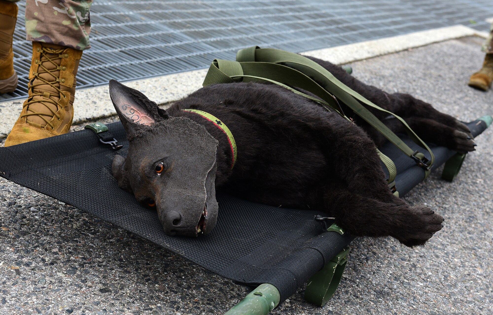 A canine training manikin is strapped on a litter during a joint medical evacuation training event at Kunsan Air Base, Republic of Korea, April 13, 2021. Military working dog teams from the 8th Security Forces Squadron participated in a joint medevac training exercise with the units from Camp Humphreys to observe and calculate the steps needed to properly execute a medevac for MWDs and their handlers, as well as reevaluate and develop processes for continuity and quick action responses in these kinds of scenarios. (U.S. Air Force photo by Senior Airman Suzie Plotnikov)