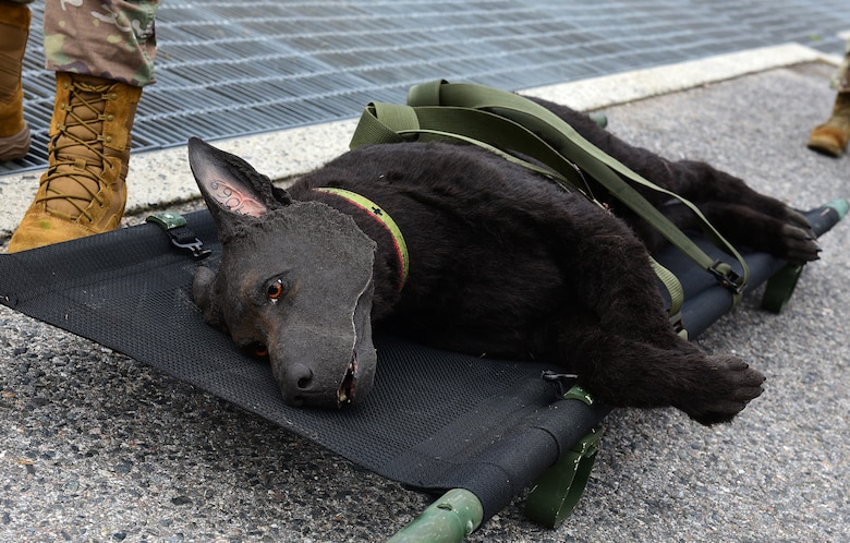 A canine training manikin is strapped on a litter during a joint medical evacuation training event at Kunsan Air Base, Republic of Korea, April 13, 2021. Military working dog teams from the 8th Security Forces Squadron participated in a joint medevac training exercise with the units from Camp Humphreys to observe and calculate the steps needed to properly execute a medevac for MWDs and their handlers, as well as reevaluate and develop processes for continuity and quick action responses in these kinds of scenarios. (U.S. Air Force photo by Senior Airman Suzie Plotnikov)