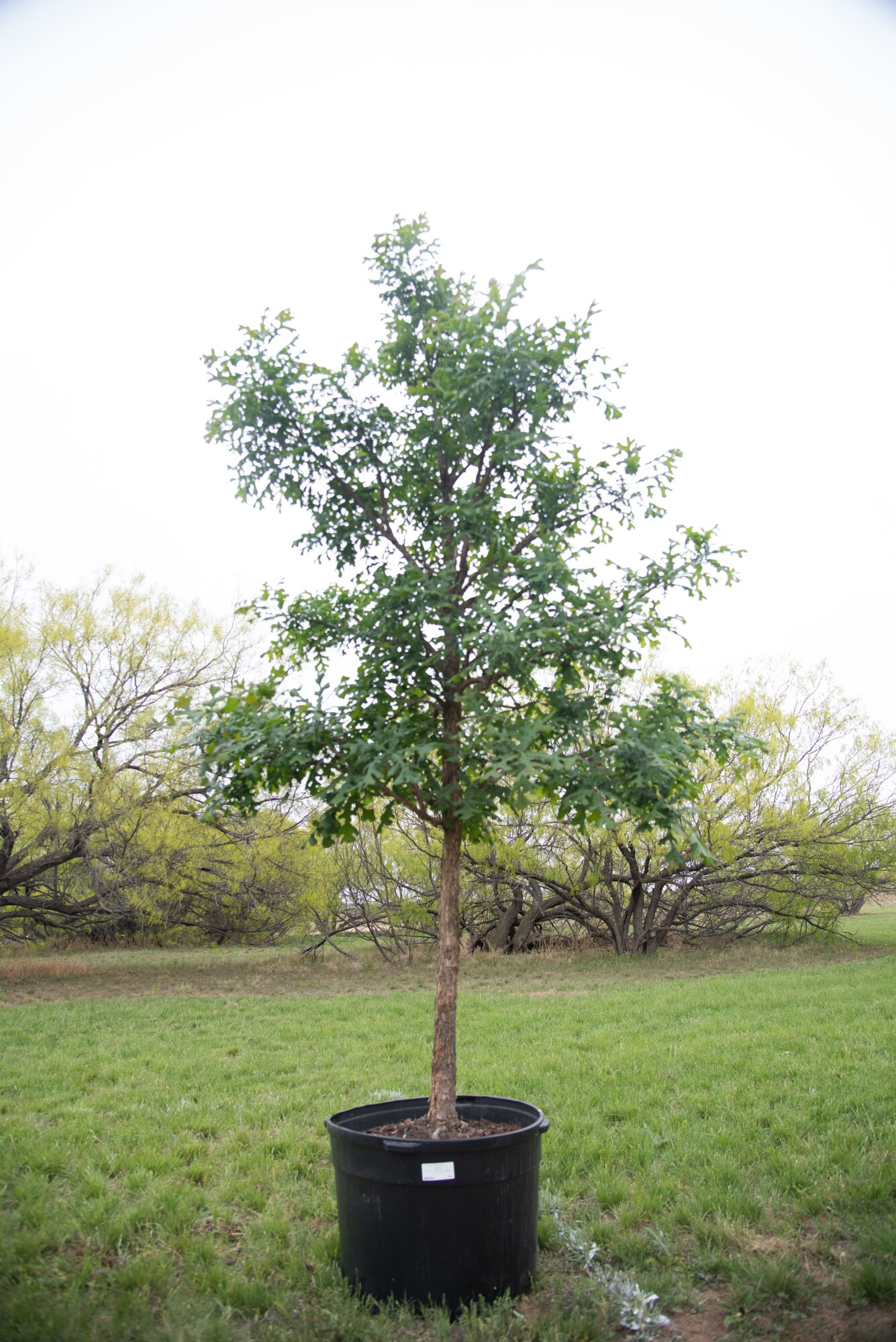 A Bur Oak tree stands in an open area near at the south end of Goodfellow Air Force Base, Texas, April 21, 2021. This tree was planted for Earth Day 2021 in an effort to improve the environment for on-base wildlife and to deter deer from venturing onto the nearby highway. (U.S. Air Force photo by Staff Sgt. Tyrell Hall)