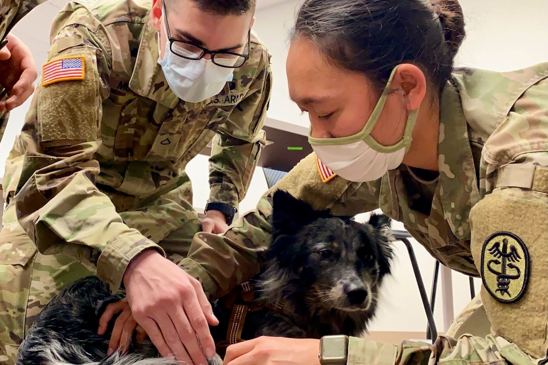 A soldier shows a fellow soldier how to find a pulse on a military working dog.