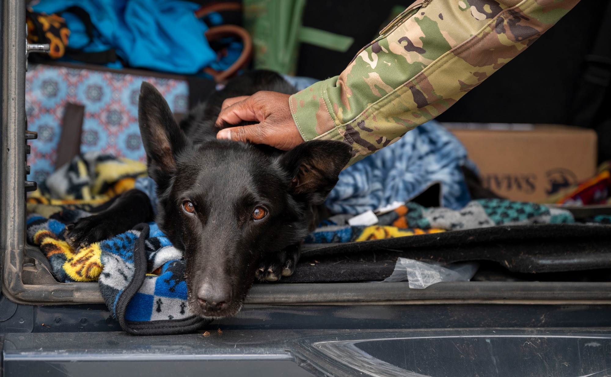 Retired Military Working Dog Kali sits in the trunk of a car at Dover Air Force Base, Delaware, April 22, 2021. Following seven years of service, Kali was humanely euthanized after suffering from a tumor in her abdomen. (U.S. Air Force photo by Airman 1st Class Cydney Lee)