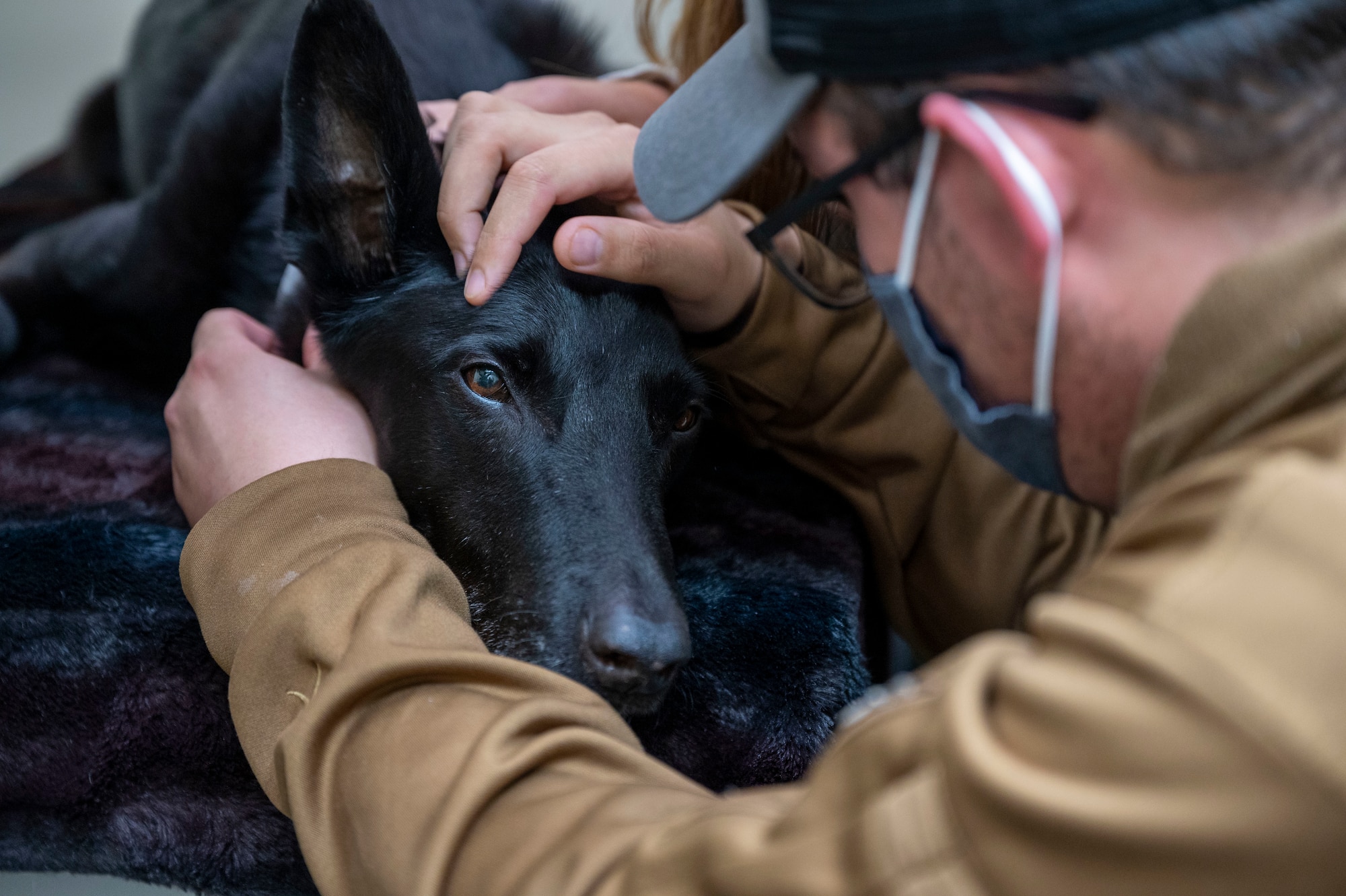 etired Military Working Dog Kali lays down as her owner and previous handler, Staff Sgt. Brandon Soto, 436th Security Forces Squadron MWD handler, pets her at Dover Air Force Base, Delaware, April 22, 2021. Following seven years of service, Kali was humanely euthanized after suffering from a tumor in her abdomen. (U.S. Air Force photo by Airman 1st Class Cydney Lee)