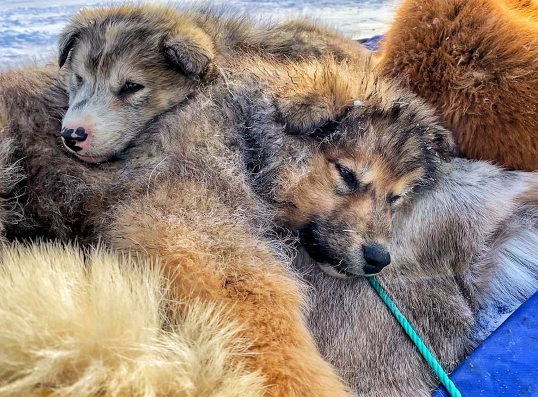 Four-month-old puppies take an afternoon nap on their dogsled during Greenlandic Heritage Week at Thule Air Base, Greenland, March 29, 2021. One the biggest events of Greenlandic Heritage Week is the annual dogsled race which has been held for 40 years. Thule AB provides for NATO partner trans-shipment and resupply of Canadian and Danish bases; and long-distance flight training and critical emergency medical support to the entire northwest landmass of Greenland, nearby sea-lanes and civilian aircraft. (U.S. Space Force Photo by Master Sgt. Trevor Derr)