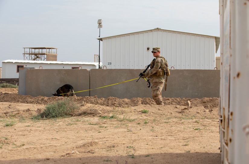 U.S. Navy Master-at-Arms 2nd Class Petty Officer Michael Vanbergriff, a military police kennel supervisor with Area Support Group-Kuwait Directorate of Emergency Services Canine, searches the area for ordnance as part of a canine explosive ordnance detection training at Camp Buehring, Kuwait, Mar. 5, 2021. While the military working dog scans the immediate area, it is up to the handler to sweep the surrounding area for any points of interest and ensure security for both himself and his canine partner. (U.S. Army photo by Spc. Maximilian Huth, ARCENT Public Affairs)