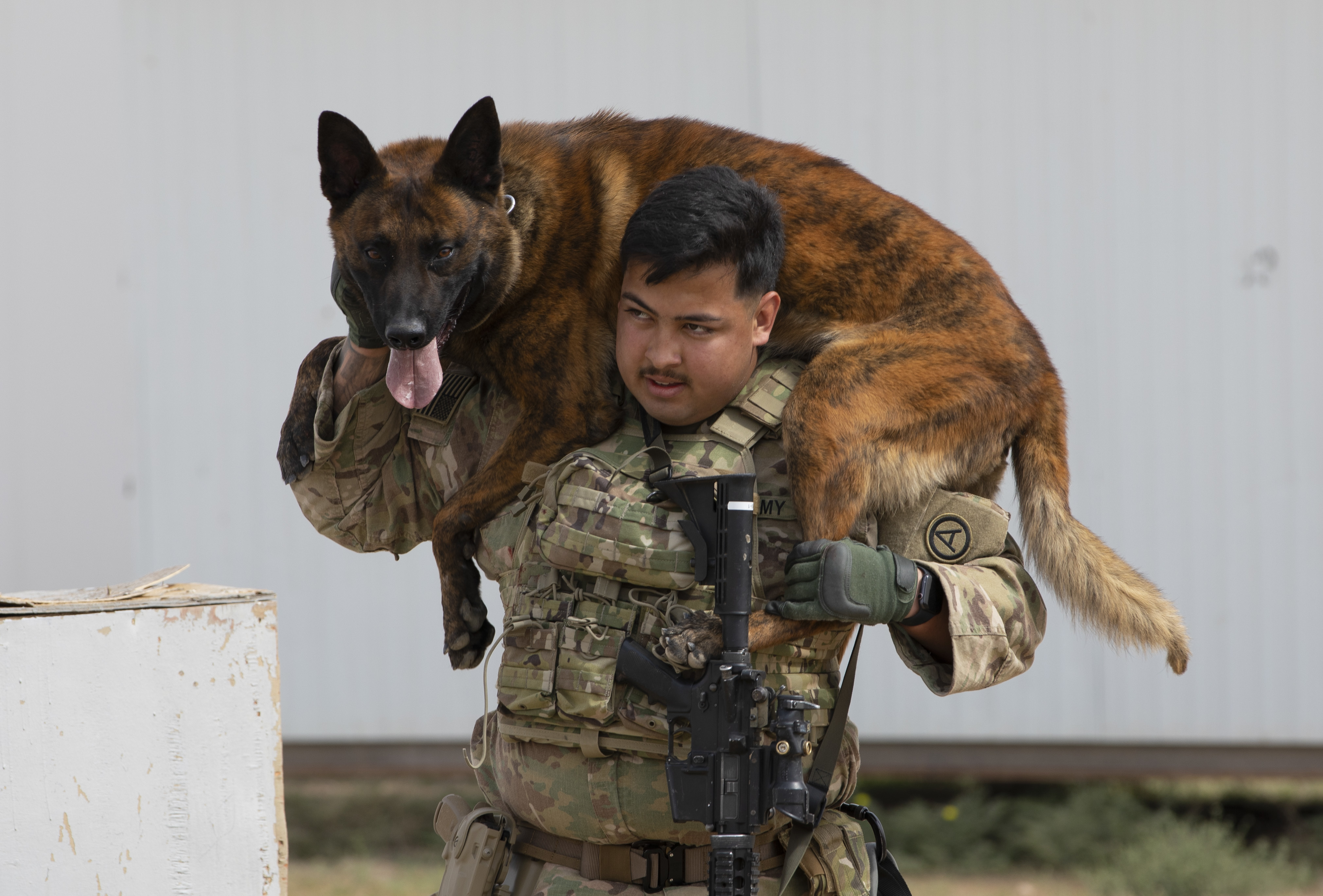 ASG Kuwait K-9s Conduct EOD Training > U.S. Army Central > Featured ...