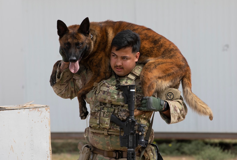 U.S Army Spc. Ignacio Torres, a military working dog handler with Area Support Group-Kuwait Directorate of Emergency Services Canine, carries his military working dog during a canine explosive ordnance detection course at Camp Buehring, Kuwait, Mar. 4, 2021. Military working dog handlers are paired with a single military working dog, allowing each handler to get to know the ins and outs of their dog to ensure maximum efficiency in the field. (U.S. Army photo by Spc. Maximilian Huth, ARCENT Public Affairs)