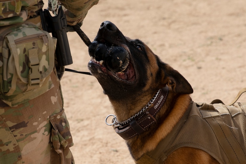 A military working dog with Area Support Group-Kuwait Directorate of Emergency Services Canine tugs at a KONG chew toy during canine explosive ordnance detection training at Camp Buehring, Kuwait, Mar. 4, 2021. Military working dogs are rewarded with play time and positive affirmation for completing tasks given by their handlers, giving them a reinforcement loop that makes them more proficient. (U.S. Army photo by Spc. Maximilian Huth, ARCENT Public Affairs)