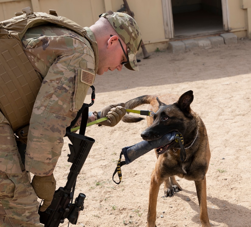 U.S. Navy Master-at-Arms 2nd Class Petty Officer Mitchell Wade, a military working dog handler with Area Support Group-Kuwait Directorate of Emergency Services Canine, plays with his military working dog during a canine explosive ordnance detection training in Camp Buehring, Kuwait, Mar. 4, 2021. Military working dog handlers and their canines have a long history of supporting military efforts in all theaters, dating back to as early as the Seminole Wars in the 19th century. (U.S. Army photo by Spc. Maximilian Huth, ARCENT Public Affairs)