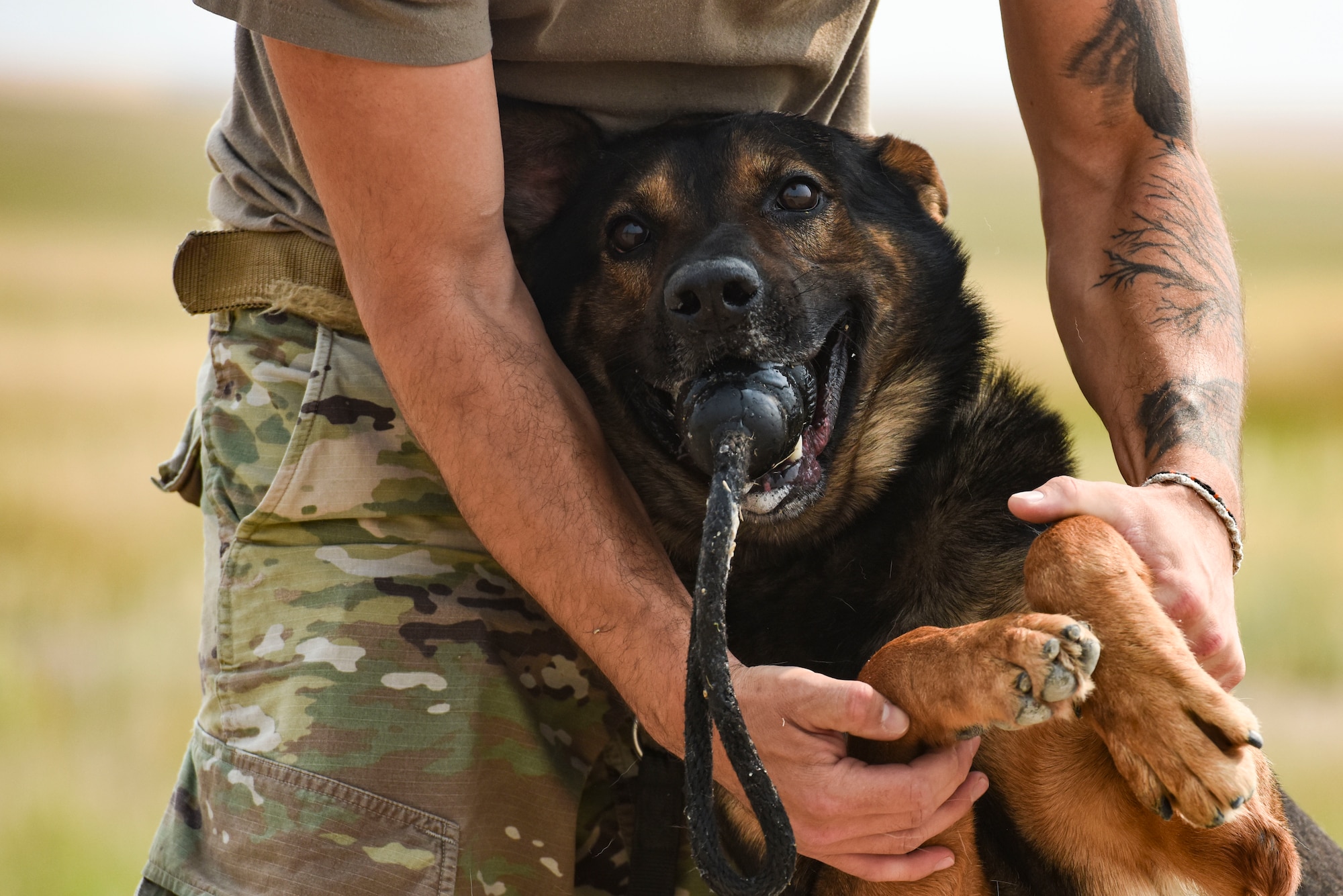 Staff Sgt. Zachary Seroogy, 341st Security Forces Squadron MWD handler, rewards MWD Paul after successful detection training Aug. 20, 2020, at Malmstrom Air Force Base, Mont.