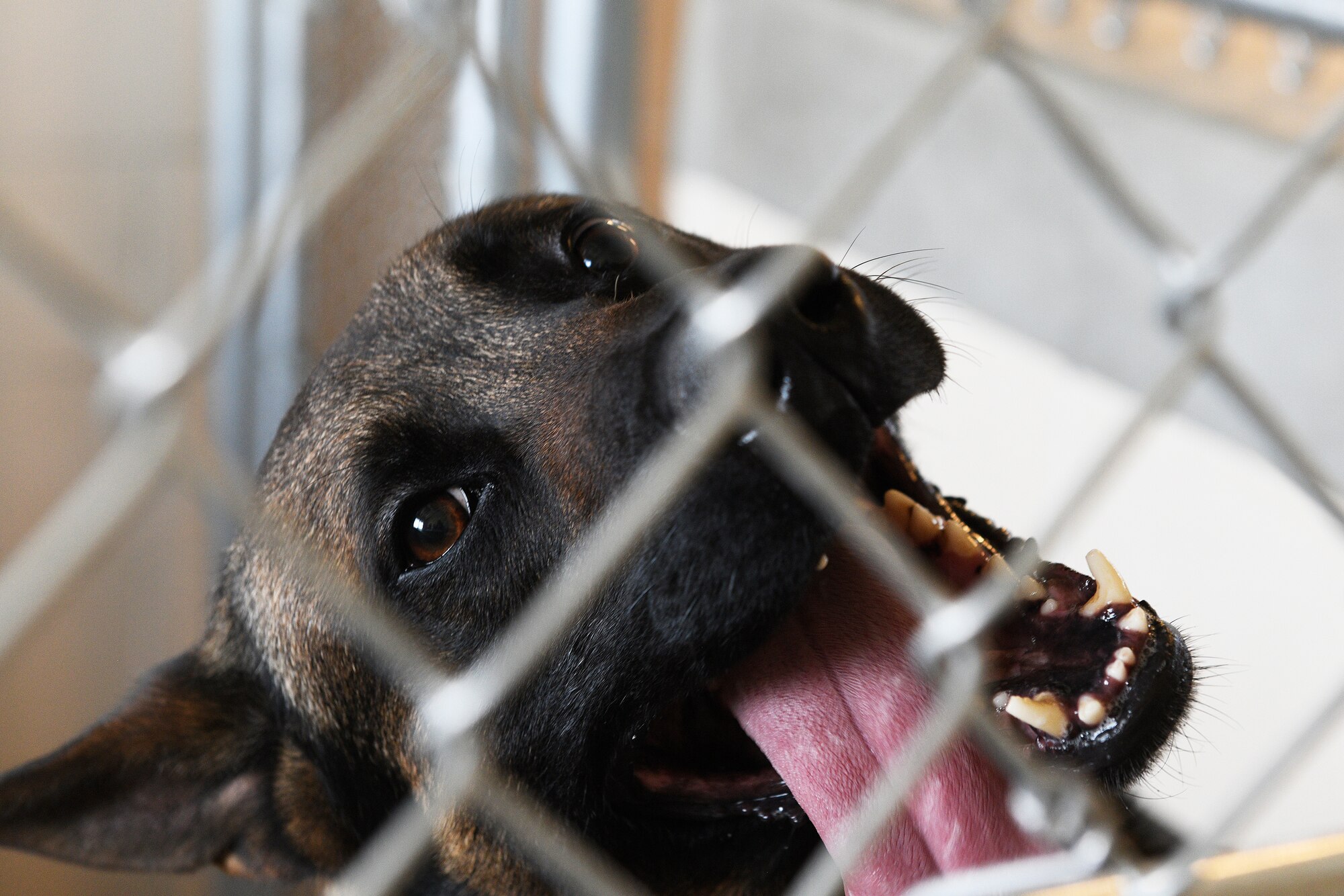 MWD Bond is pictured in his kennel Aug. 26, 2020, at Malmstrom Air Force Base, Mont.