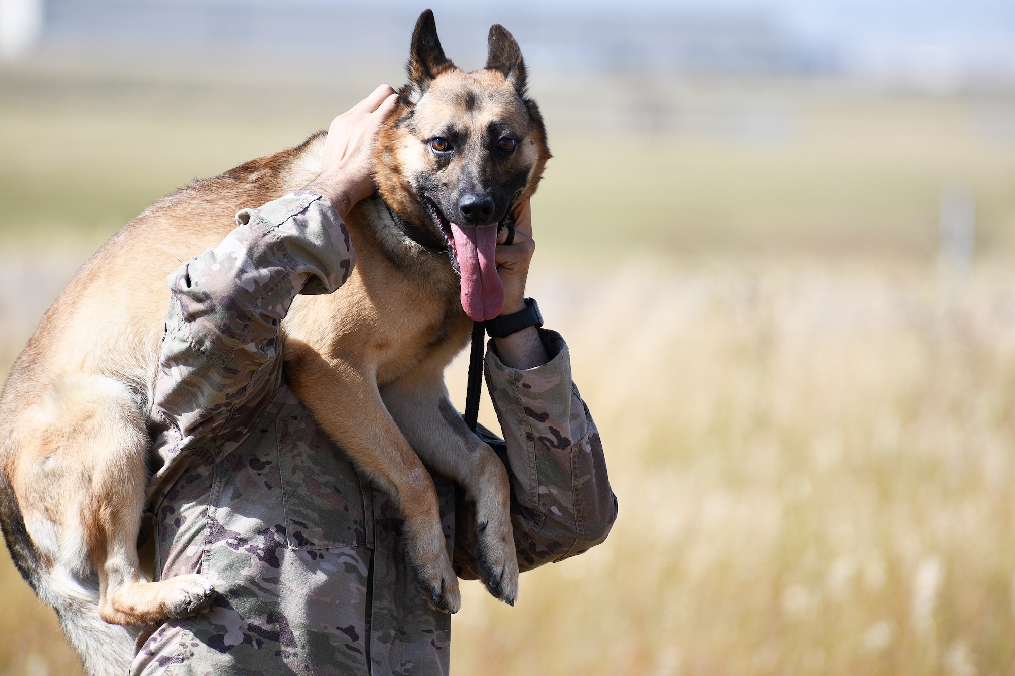 Staff Sgt. Vincent Mendez, 341st Security Forces Squadron MWD handler carries MWD Kay during sound detection training Aug. 26, 2020, at Malmstrom Air Force Base, Mont.