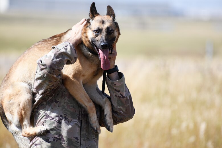 Staff Sgt. Vincent Mendez, 341st Security Forces Squadron MWD handler carries MWD Kay during sound detection training Aug. 26, 2020, at Malmstrom Air Force Base, Mont.