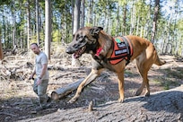 Tim Rice, Shop 17 Sheet Metal mechanic, at Puget Sound Naval Shipyard & Intermediate Maintenance Facility, in Bremerton, Washington, works with his dog Kimber, a two-year-old Belgian Malinois, at South Kitsap Regional Park in Port Orchard, Washington, March 20, 2021. Rice and Kimber train daily for their work with Kitsap County Search & Rescue. (PSNS & IMF photo by Scott Hansen)