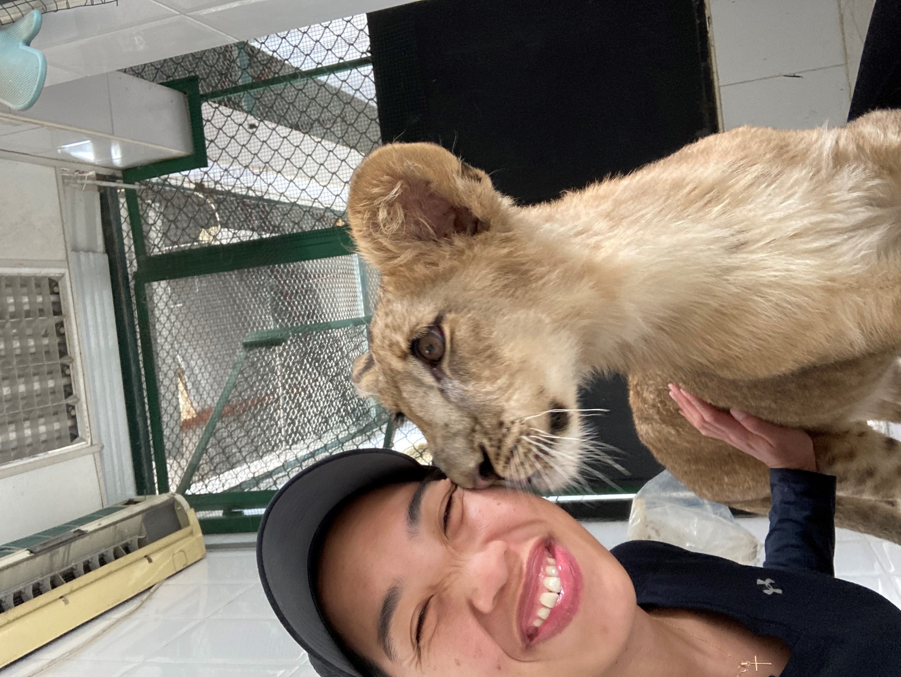 Lion Cub Benefits from Army Reserve Veterinarian > U.S. Army Reserve